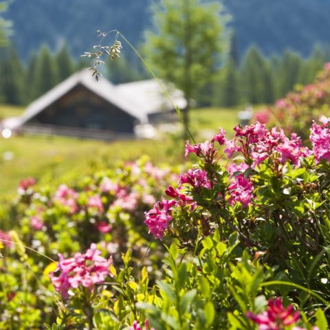 Sommer Urlaub Hotel Steiner Altenmarkt-Zauchensee